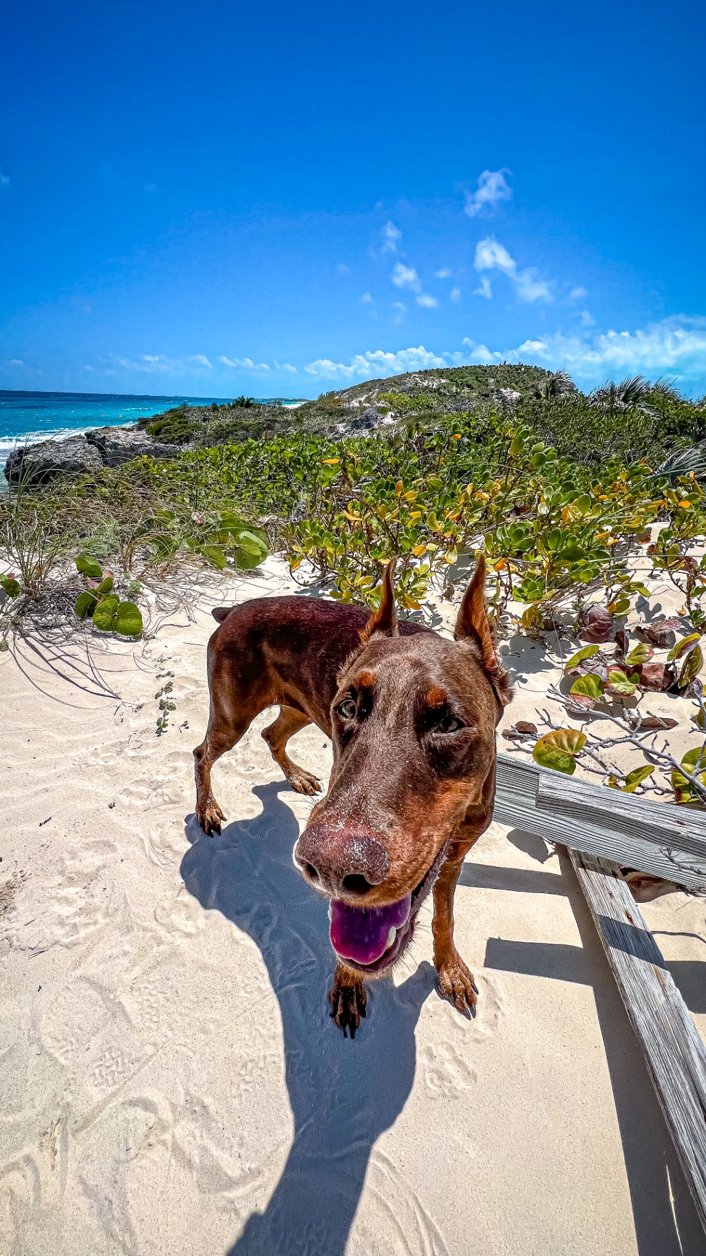 Red Doberman exploring a sandy dune path above the sea