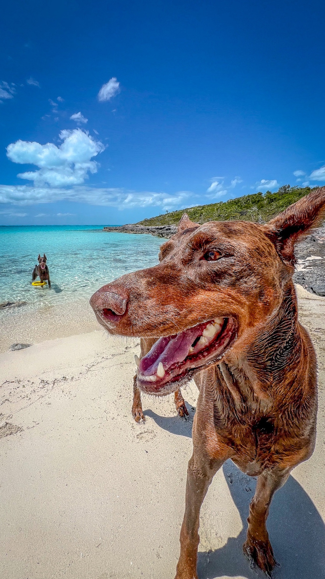 Red Doberman on a white sandbar, second dog swimming with a frisbee