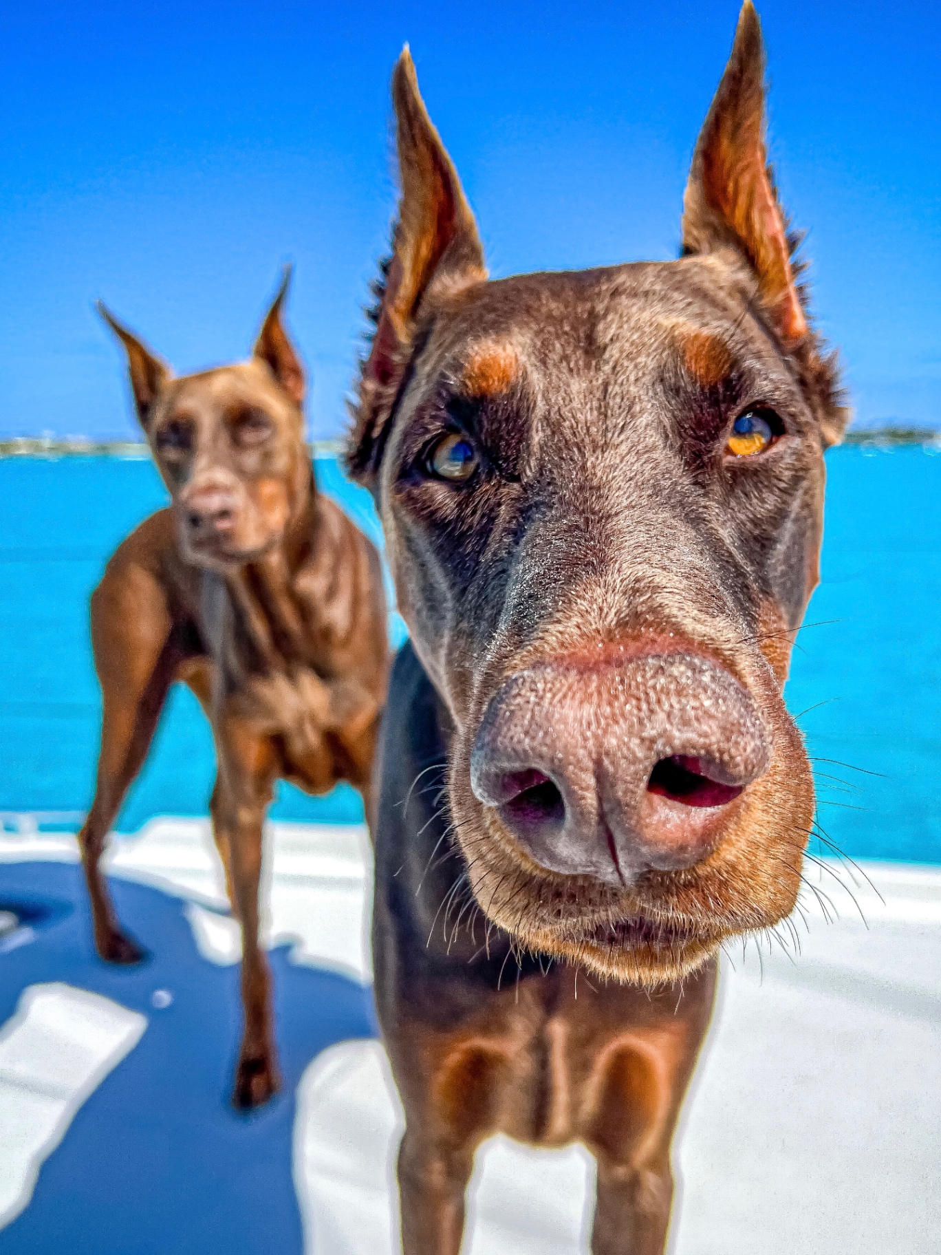 Two red Dobermans on the bow over turquoise Bahamian water