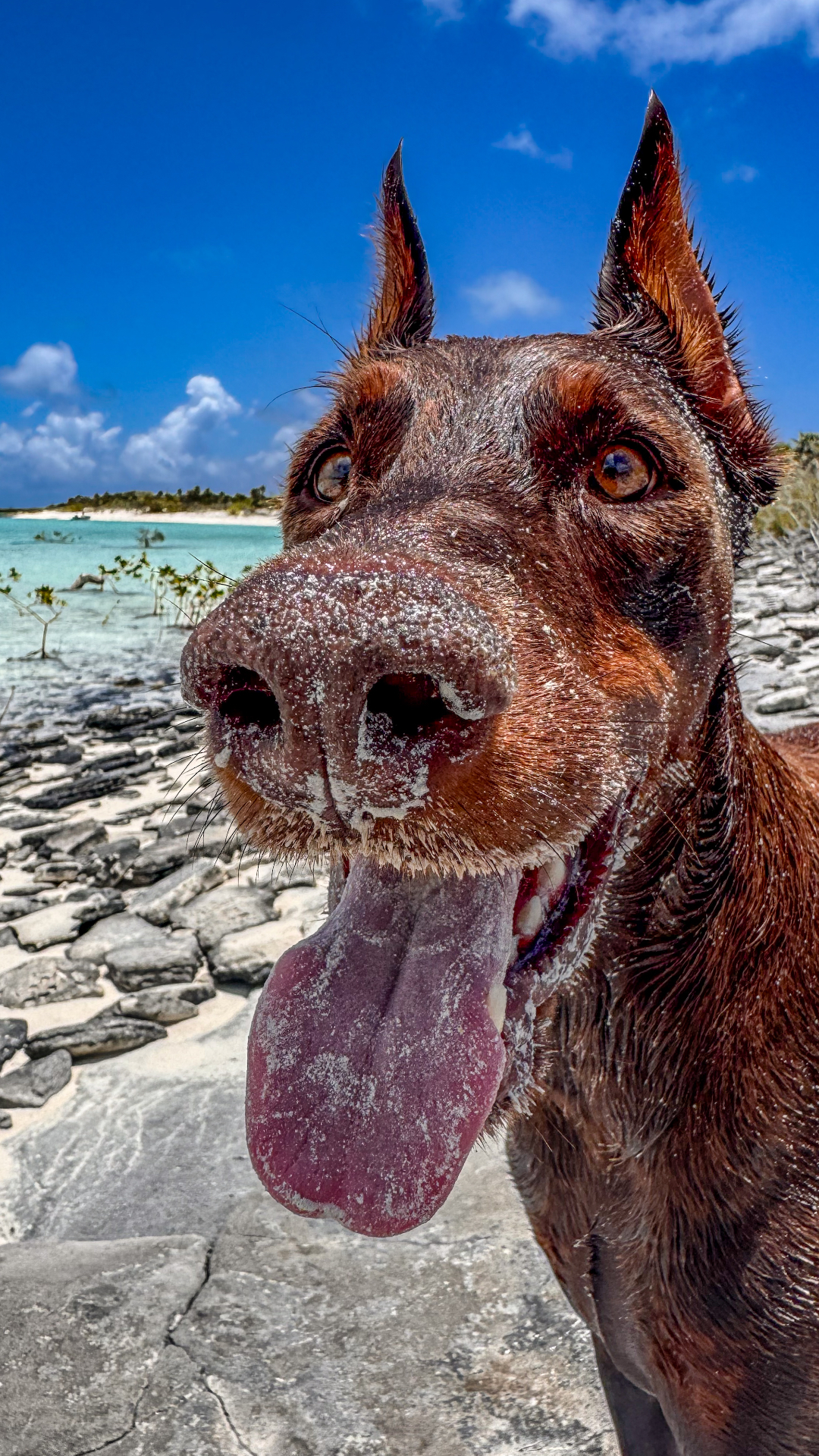 Rouxbe, a red European Doberman, standing on the bow of the catamaran