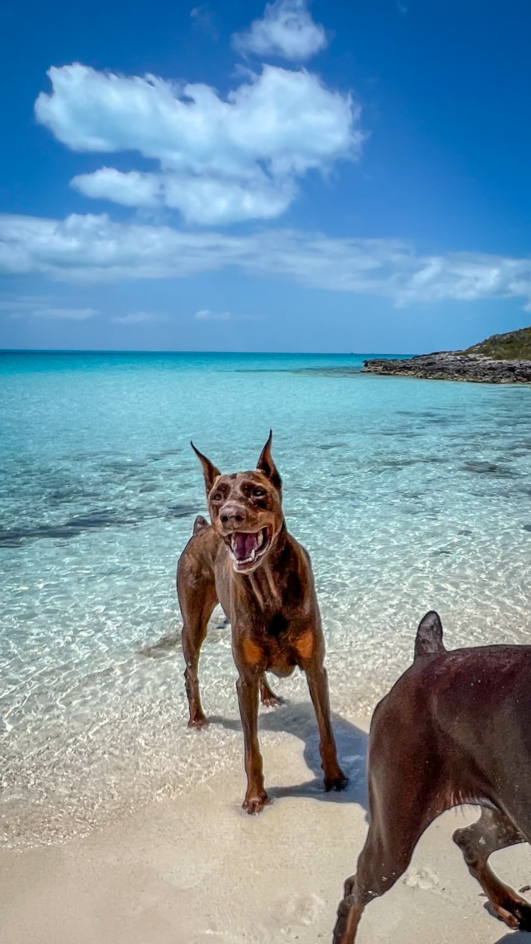 Red Doberman smiling on a sandbar in shallow turquoise water